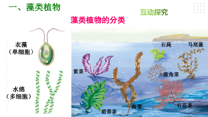 生物圈中的绿色植物 第一章 生物圈中有哪些绿色植物 第一节 藻类