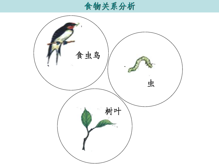 冀教版八下生物722食物链和食物网课件65张ppt