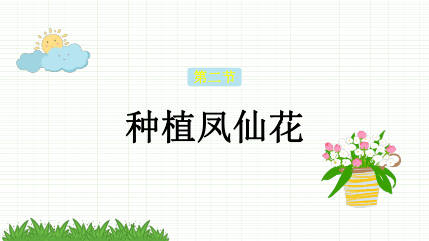 教科版四年级下册科学课件12种植凤仙花课件共13张ppt