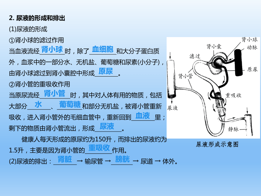 泌尿系统的组成和功能(1) 是泌尿系统的主要器官,具形成尿液的功能.