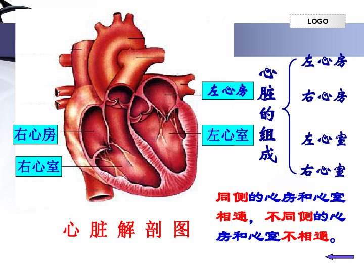 人教版初中生物七年级下册课件 第四章 第三节 输送血液的泵——心脏