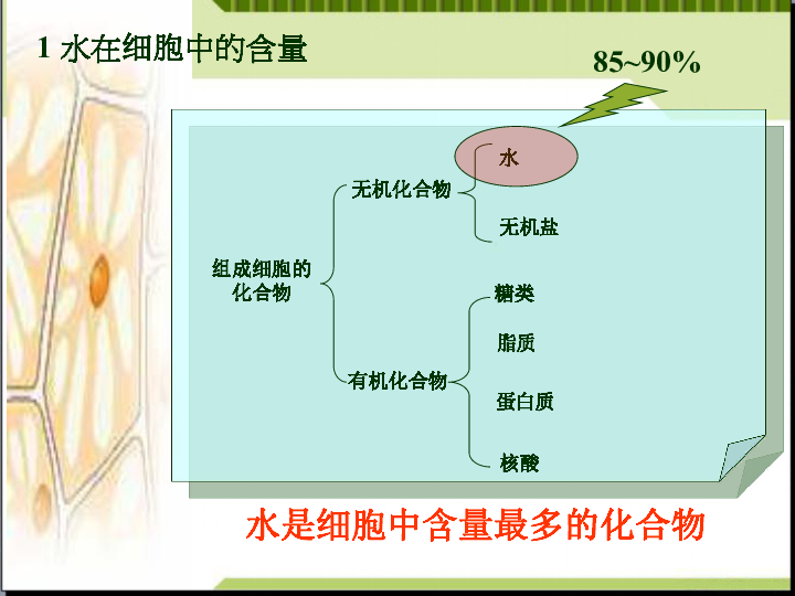 第5节 细胞中的无机物85~90%水是细胞中含量最多的化合物1 水在细胞中