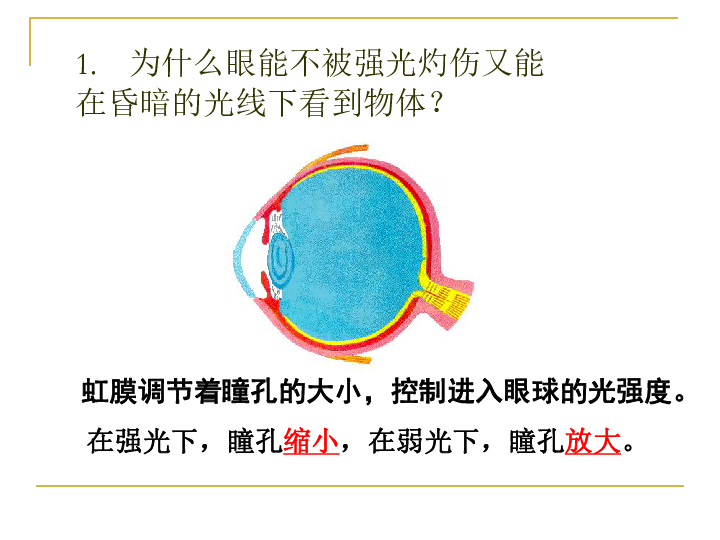 眼球壁眼睑,睫毛,泪腺,结膜,眼外肌等外层:角膜和巩膜