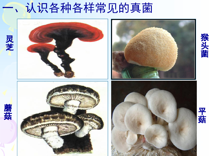 第三节 真菌
