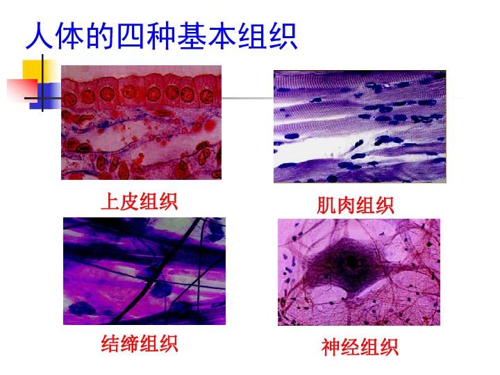 4.2多细胞生物体的组成 课件(共34张ppt)