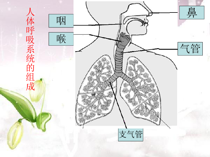 呼吸道和肺组成呼吸系统