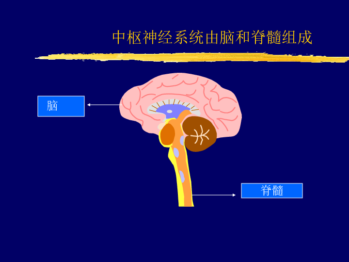 中枢神经系统[下学期]