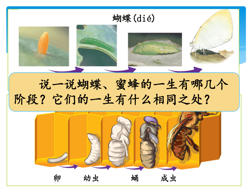 24昆虫的一生课件12张ppt