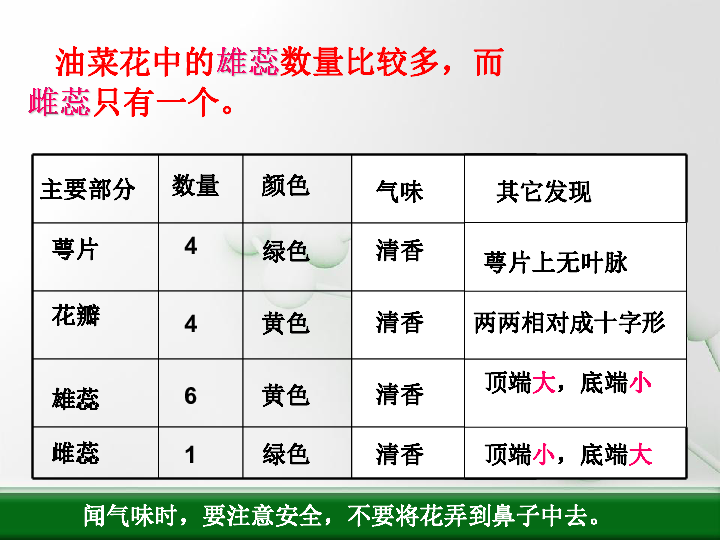 四年级下册科学课件第二单元新的生命复习教科版共48张ppt