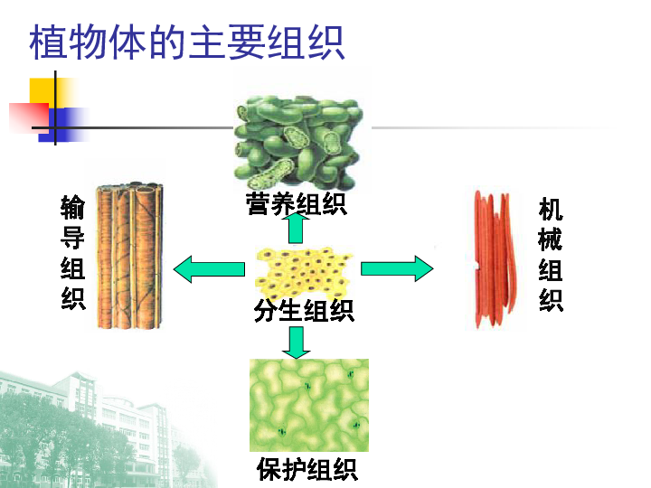 4.2多细胞生物体的组成 课件(共34张ppt)