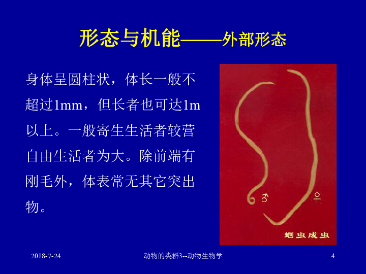 的类群3-动物生物学2第五节 假体腔动物假体腔动物是动物界中比较