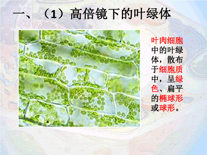 2细胞器--系统内的分工合作课件