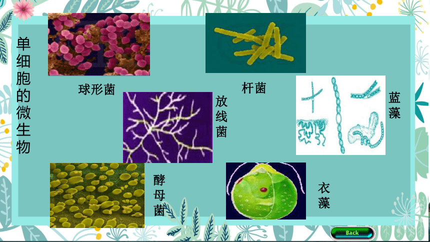 第1节微生物在生物圈中的作用课件19张ppt