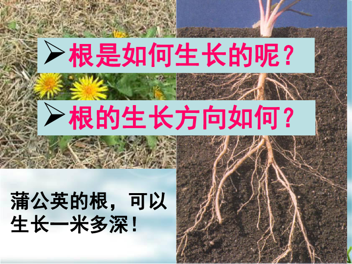 植物根的生长(共32张ppt)