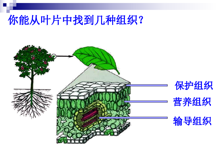 保护组织营养组织输导组织你能从番茄中找到几种组织?