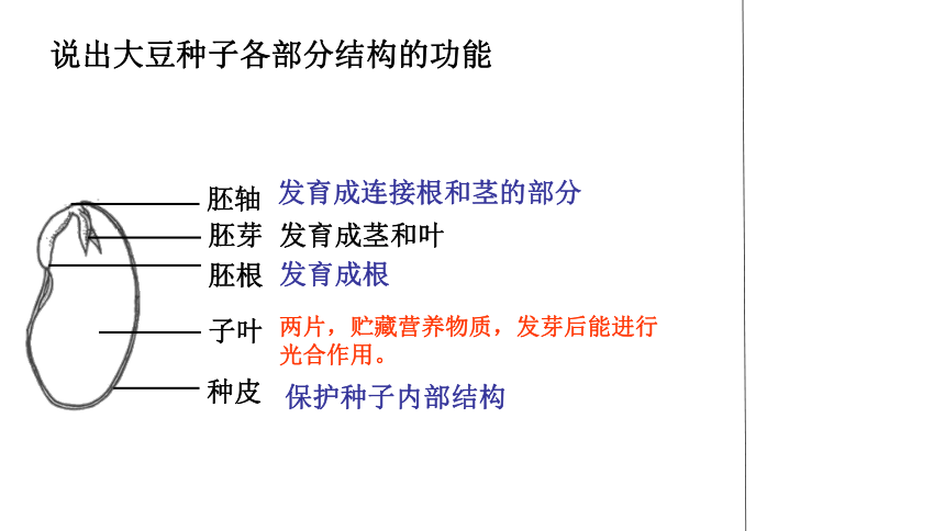 大豆种子各部分结构的功能42351发育成连接根和茎的部分发育成茎和叶