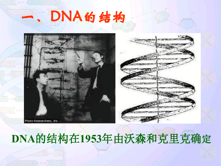 人教版必修2第三章第二节dna的分子结构和特点(共26张ppt)