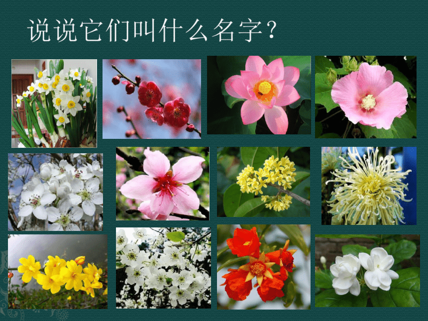 会变的花,树,叶 课件(12张ppt)
