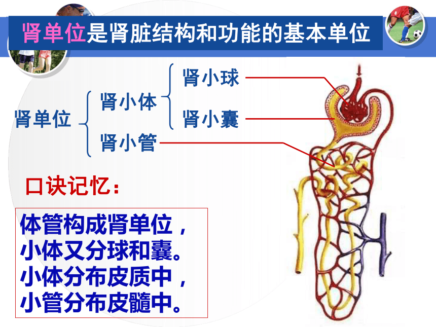 (4)肾小管末端的液体叫什么?原尿经过肾小管的什么作用形成了尿液?