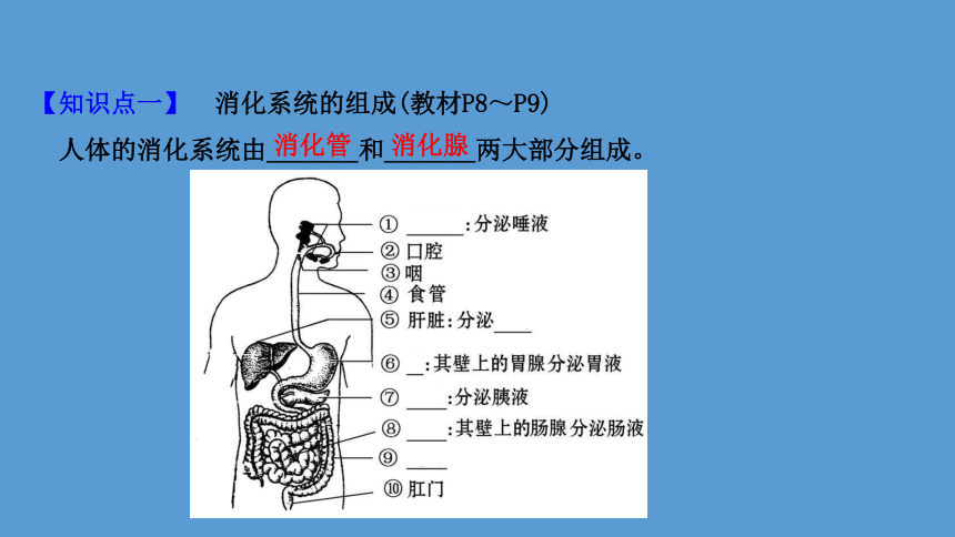 年级下册 第四单元 生物圈中的人 第8章 人体的营养 第2节 食物的消化