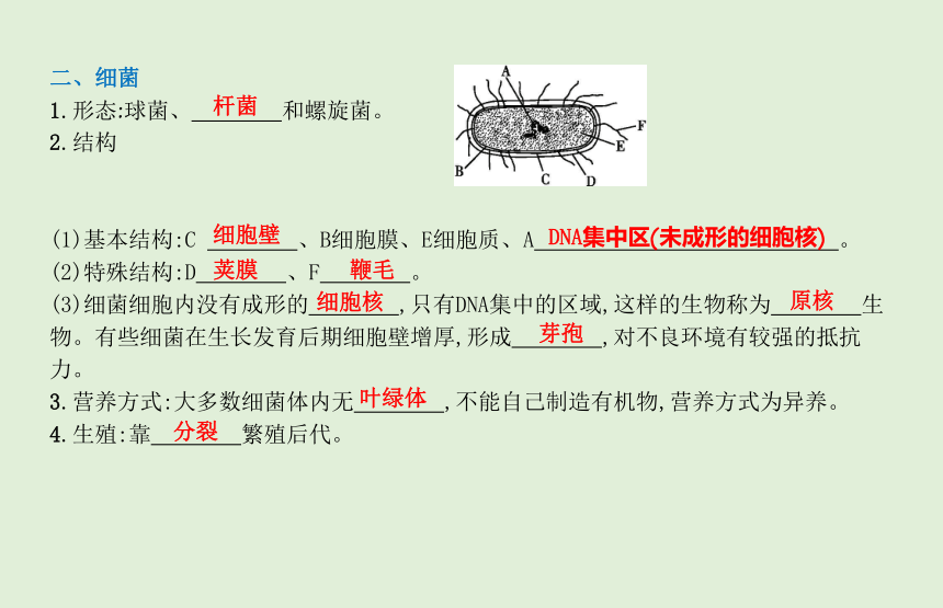 2021年春人教版生物中考教材梳理:细菌,真菌和病毒 课件(29张ppt)