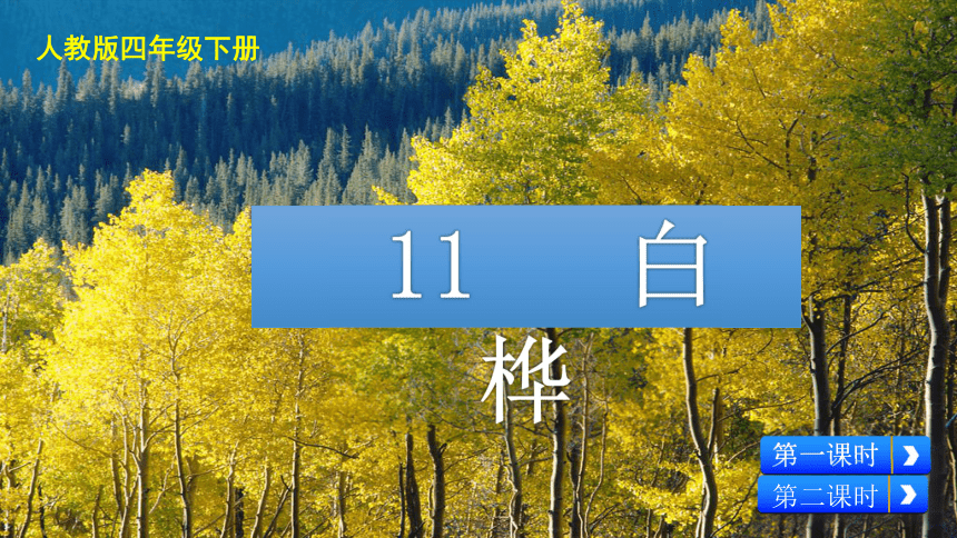 11 白桦 课件(2课时 共48张ppt)