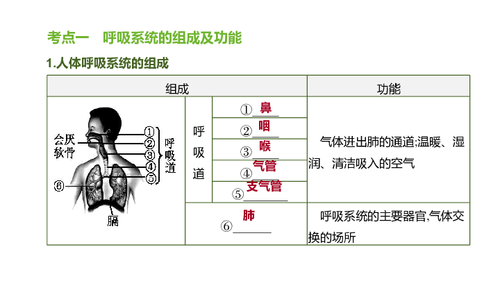 2020年中考生物教材基础知识复习专题13人体的呼吸课件25张ppt
