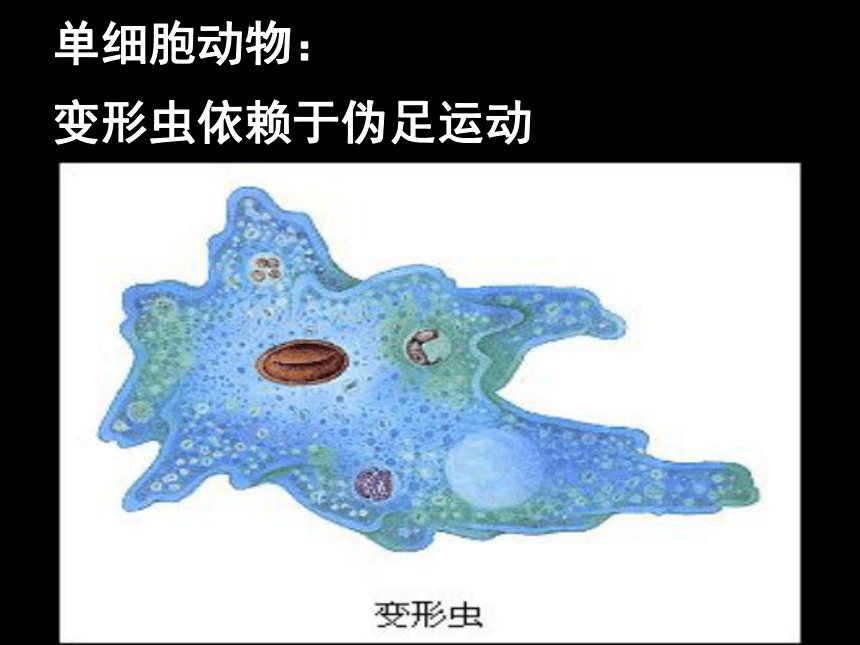 苏教版八上生物 17.2 动物运动依赖于一定的结构 课件(29张ppt-21世