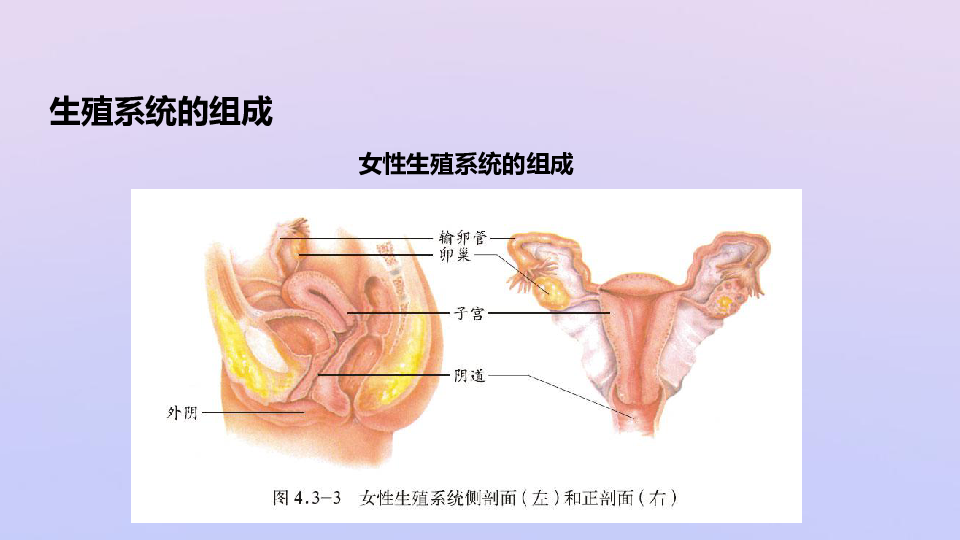 八年级生物上册第四单元物种的延续第三章人类的生殖和发育第一节婴儿