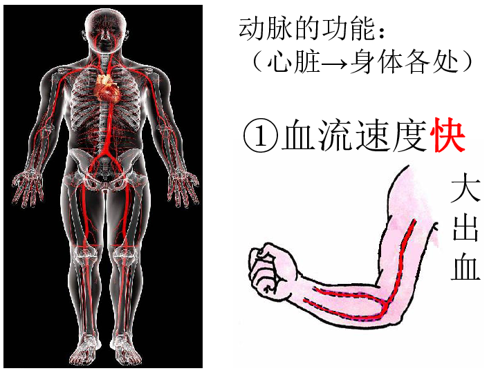 (共21张ppt)血流动的管道——血管     (送血)血管的类型:动脉