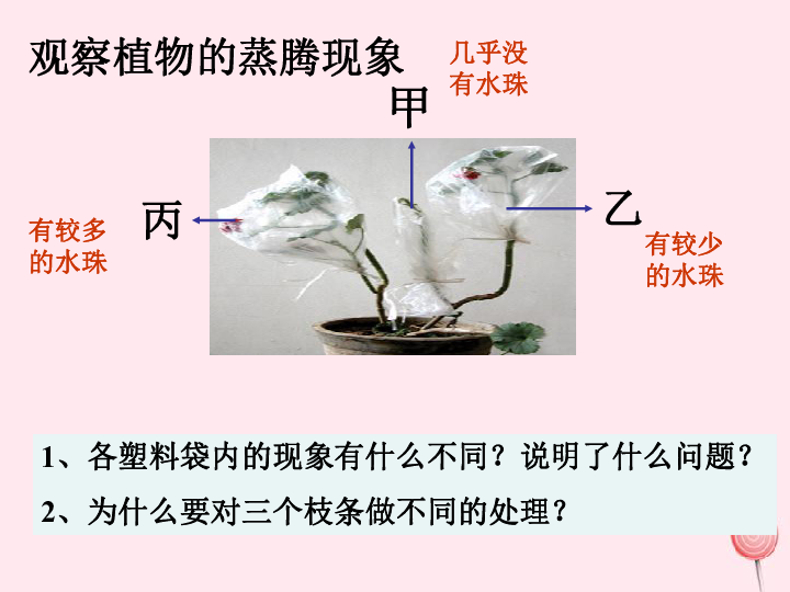 世界第一章生物圈中的绿色植物第2节绿色植物的蒸腾作用课件(25张ppt)