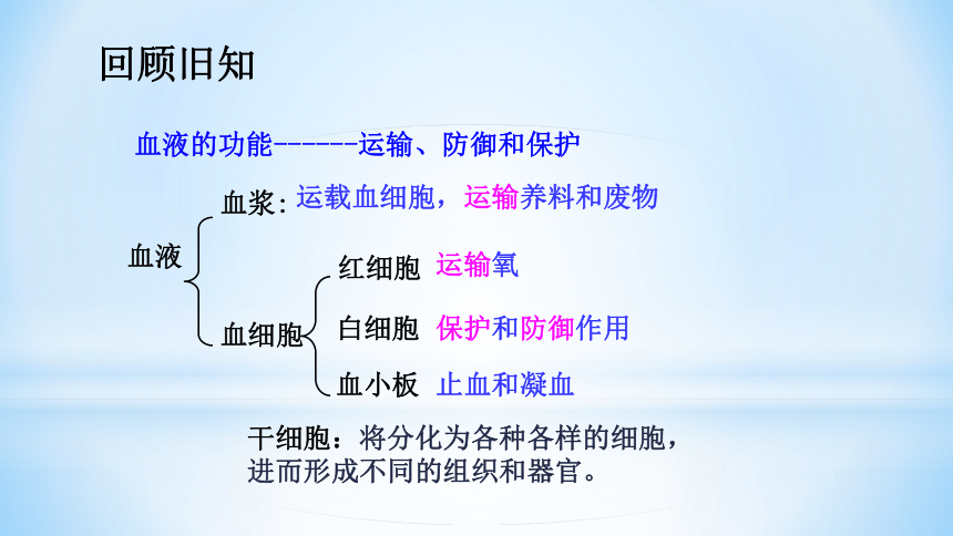 4.2 血流的管道----血管 课件(20张ppt)