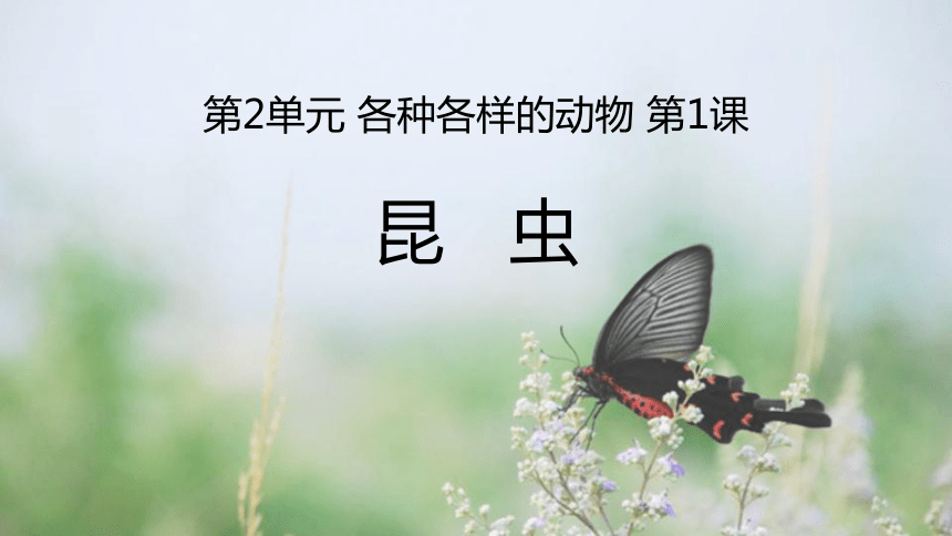 湘科版三年级科学上册21昆虫课件19ppt视频