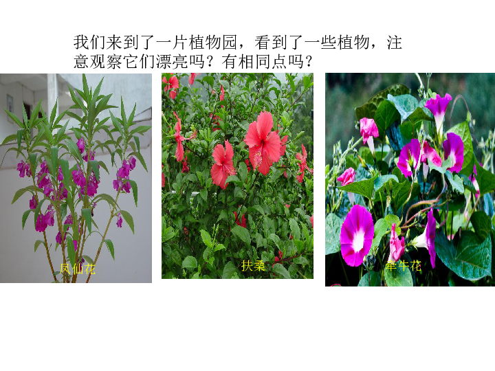 5《凤仙花》 课件(21张ppt)