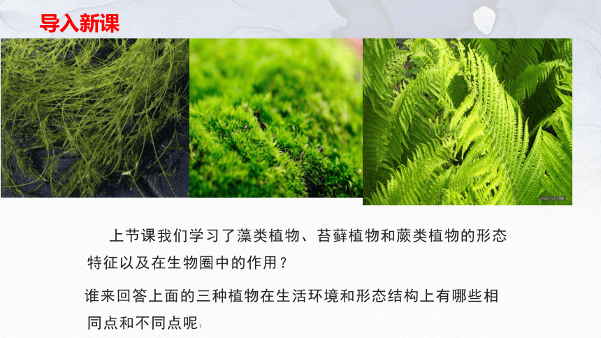 种子植物        复习提问 上节课我们学习了藻类植物,苔藓植物和蕨类