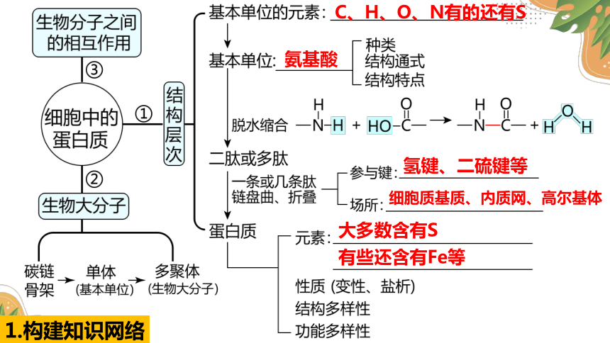 蛋白质和计算 课件(41张ppt)--2022届高考生物大一轮复习