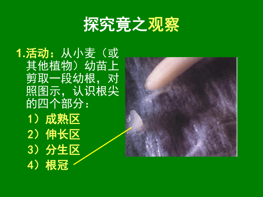 活动:低倍镜下观察根尖的永久切片,观察各部分细胞的大小,形状和排列