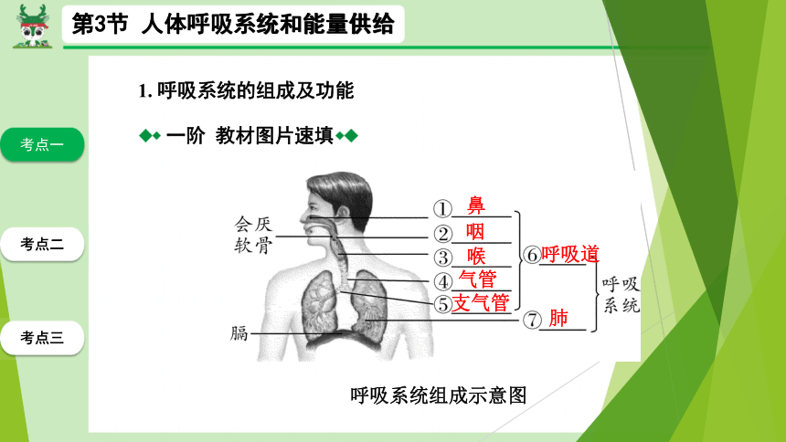 2021年中考生物总复习主题四生物圈中的人第3节人体呼吸系统和能量