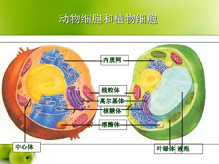 细胞的基本结构
