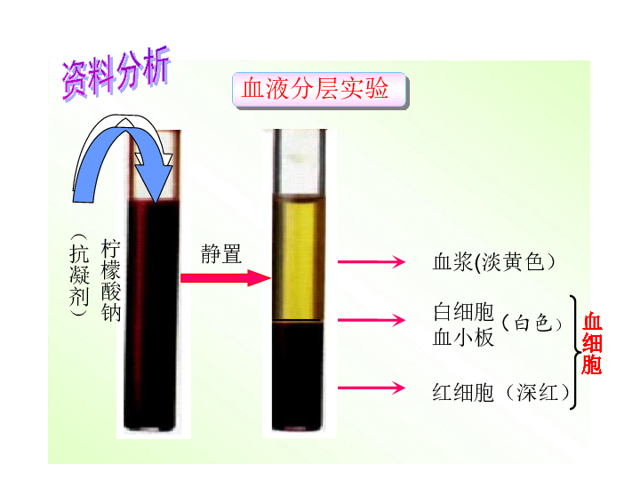 人教版七年级下册第四章第一节流动的组织血液课件共36张ppt