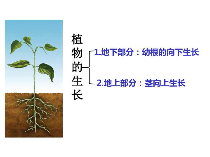 人教版生物七年级上册322植株的生长50张ppt