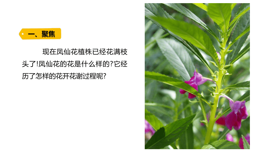 教科版2017秋四年级下册科学15凤仙花开花了课件17ppt内含练习