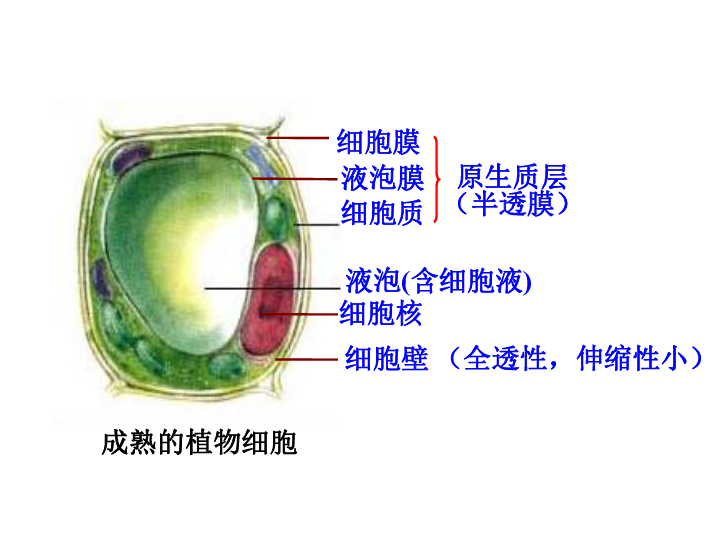 1物质跨膜运输的实例 课件 (共27张ppt)