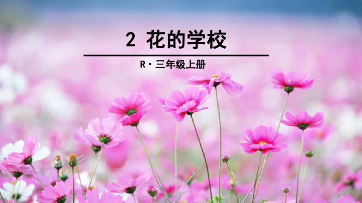 花的学校ppt