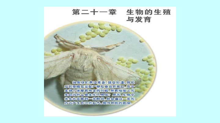 第一节 生物的无性生殖 课件        (共28张ppt)水螅的出芽生殖在