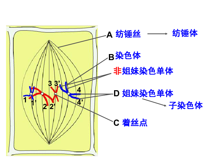 高中生物必修二课件211复习有丝分裂共19张ppt