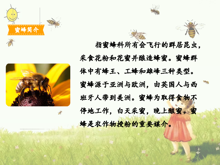 三年级下册语文课件14蜜蜂人教部编版共19张ppt