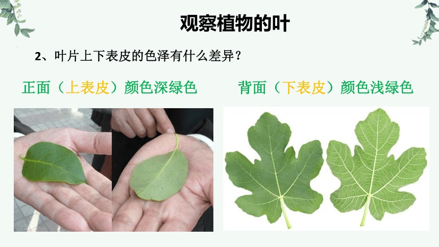 植物进行光合作用的主要器官观察植物的叶1,不同植物在茎上的着生方式