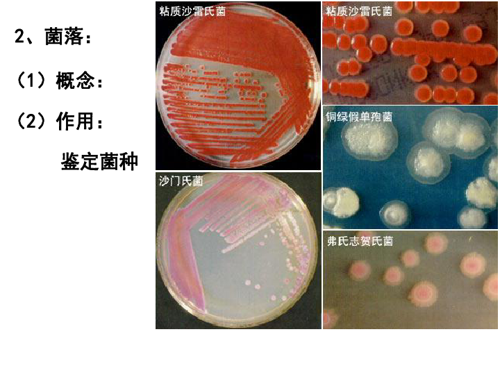 浙科版选修1第一部分实验1大肠杆菌的培养和分离(共24