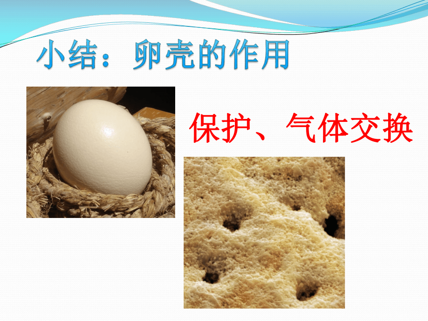 生殖和发育 第三节 鸟的生殖和发育       不同鸟卵形态相似呈椭球形